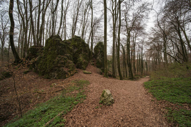 istock nature landscape in a forest 1217542394