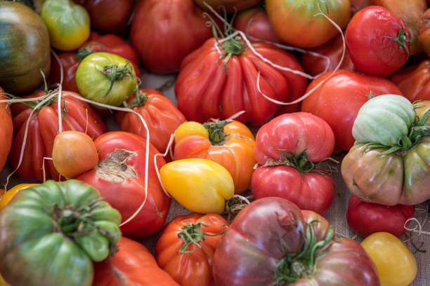 istock Variety old organic tomatoes on a market 1217542778