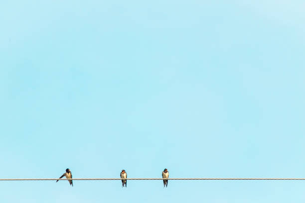 istock Three little small Birds relax wildlife happy On Electrical Wire over blue sky background 1217545724