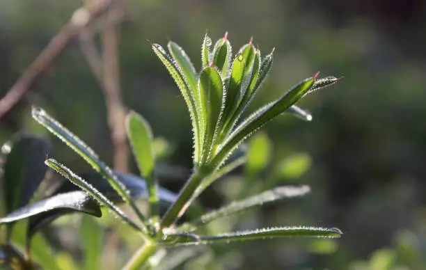 The green leaves and stem of Galium aparine also known as cleavers or bedstraw backlit by the sun in a natural outdoor setting.