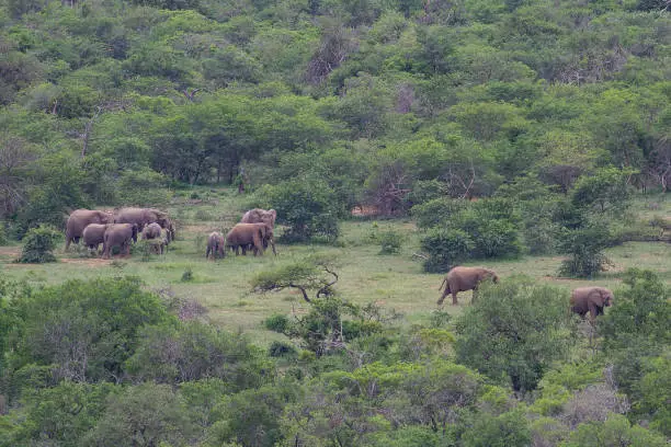 Elephant Herd imfolozi/Hluhluwe