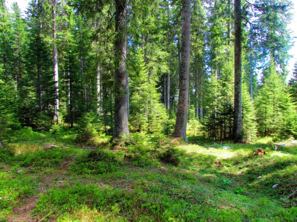 istock Spruce forest at Pokljuka 1217547270
