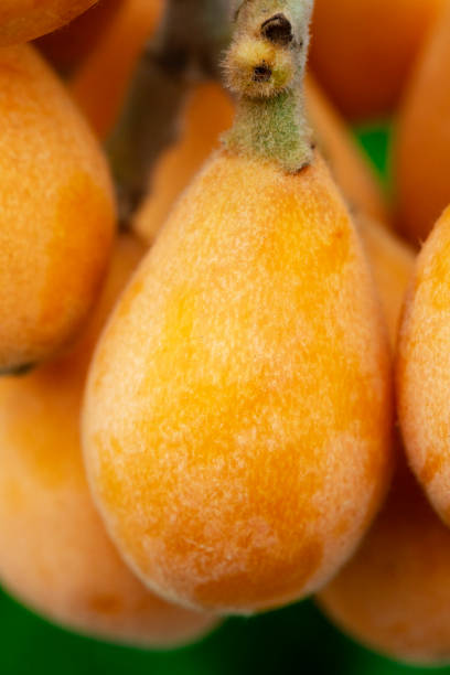 istock Loquat fruit, fruit shape, lute instrument, fruit 1217547781
