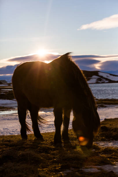 istock Icelandic Horse with a lens flare 1217548015