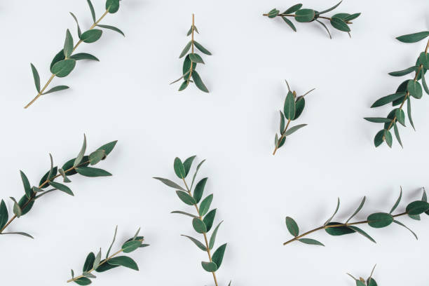 istock Natural background created from fresh green branches of eucalyptus. 1217548158