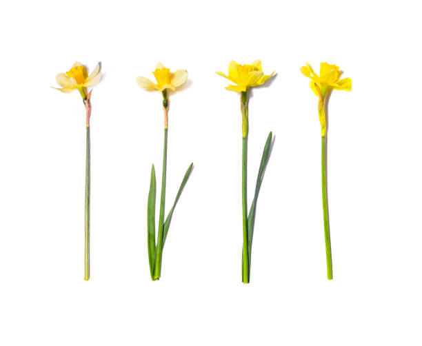 istock Yellow Daffodils set. Narcissus flowers isolated on white background 1217548950