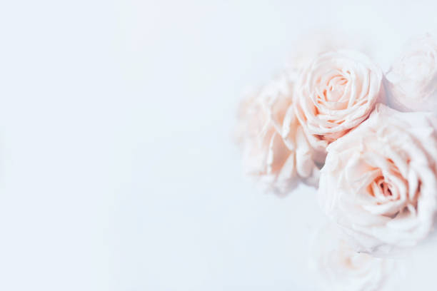 istock Delicate pastel background with blooming roses. 1217548952