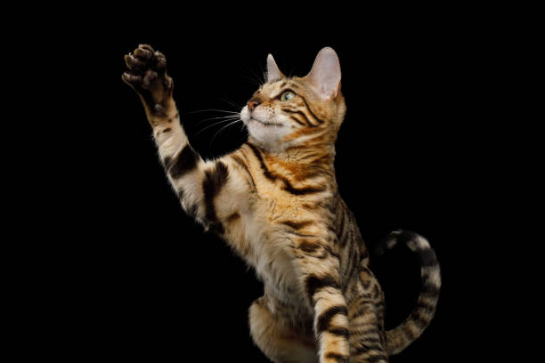 istock Adorable Bengal Cat on Isolated Black Background 1217549158