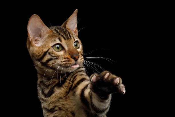 istock Adorable Bengal Kitty on Isolated Black Background 1217549186