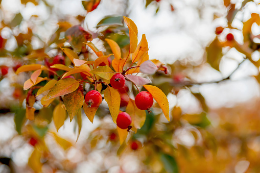 Little wild red apples on a branch with yellow autumn leaves.
