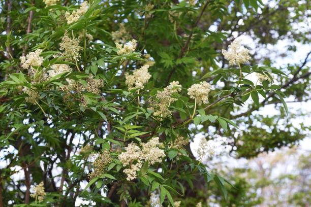 istock Sambucus sieboldiana (Japanese red elder) flowers 1217549467