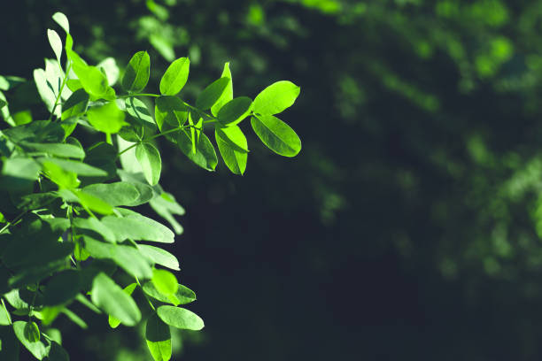 istock Summer background with leaves glowing in sunlight. 1217550649