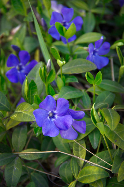 istock large leaf periwinkle. large periwinkle, larger periwinkle and blue periwinkle a species of flowering plant of the Apocynaceae family. 1217550669