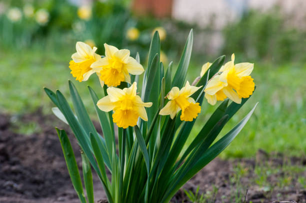 istock beautiful yellow daffodils on flowerbed in garden 1217550729