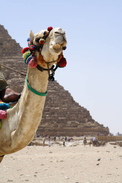 istock Camel in the desert of Egypt 1217551012