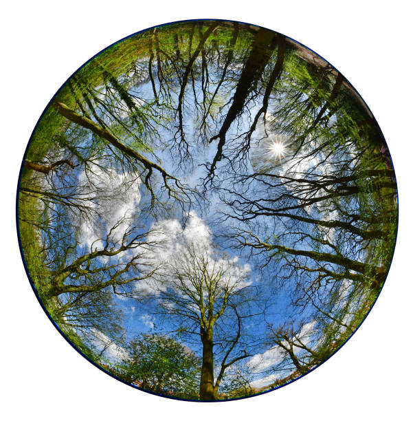 Fish-eye wide angle looking up into a sprin woodland canopy after snow fall -  Hampstead Heath London