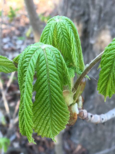 istock joung green leaves in spring 1217551926