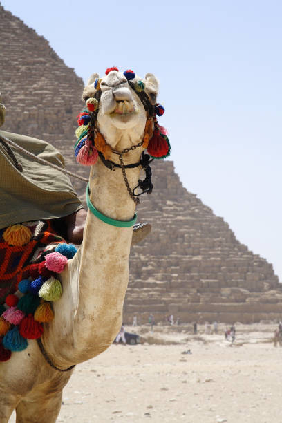 istock Camel in the desert of Egypt 1217552129