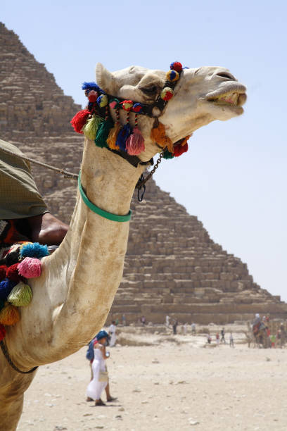 istock Camel in the desert of Egypt 1217552130