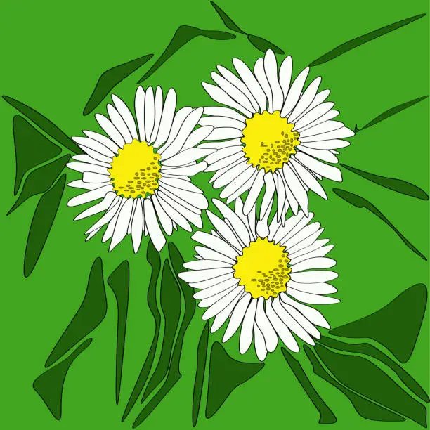 Vector illustration of field daisies on green