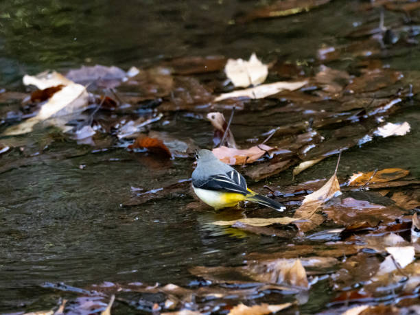 gray wagtail wading in a shallow stream 1 - grey wagtail imagens e fotografias de stock