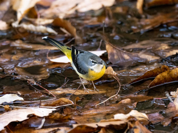 gray wagtail wading in a shallow stream 15 - grey wagtail imagens e fotografias de stock