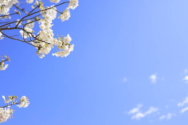 Yoshino cherry blossoms under the blue sky