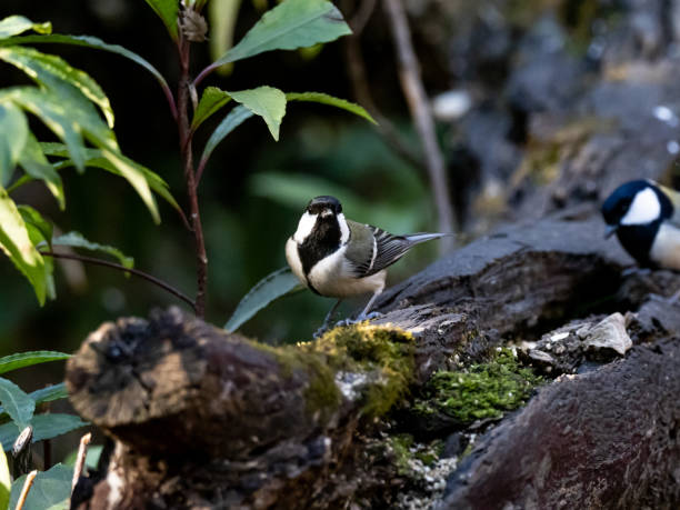istock Japanese tit on a fallen forest log 13 1217554568