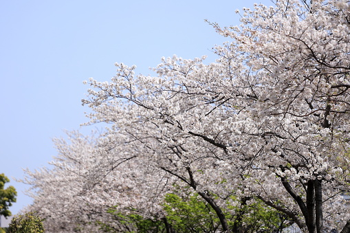 Yoshino cherry blossoms under the blue sky