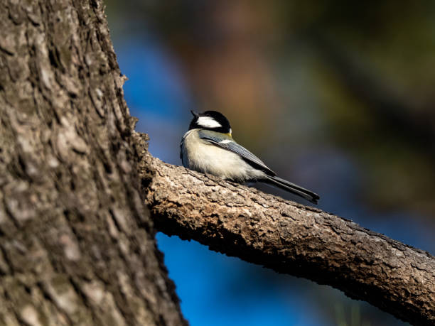 istock Japanese tit in a bare winter tree 4 1217554900