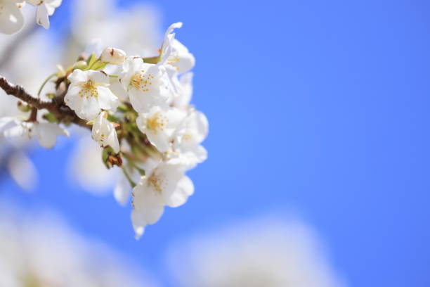 Yoshino cherry blossoms under the blue sky