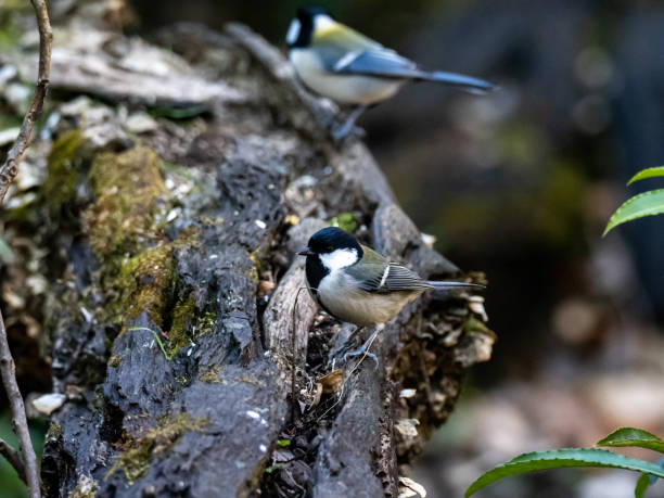 istock Japanese tit on a fallen forest log 21 1217554973