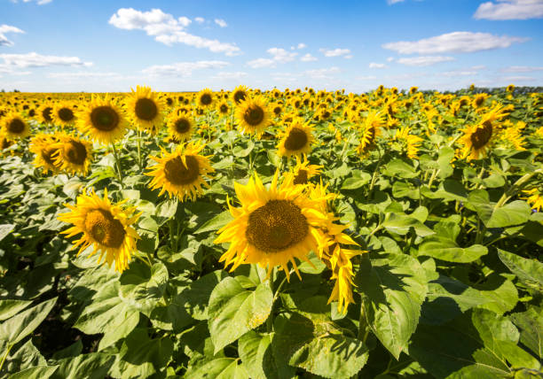 istock Blooming yellow sunflowers field. Summer landscape 1217555085