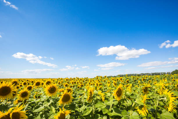 istock Blooming yellow sunflowers field. Summer landscape 1217555129