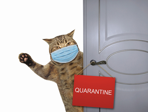 The beige cat in a surgical protection face masks closes the door of his house. A sign quarantine is hung on the door. Coronavirus. White background. Isolated.