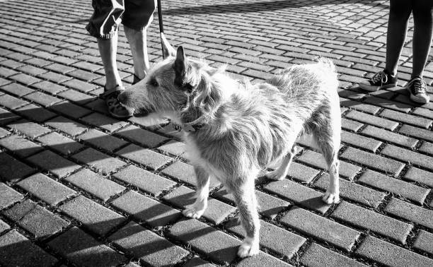 The head of a white gray dog sitting on the brown sidewalk in the street
