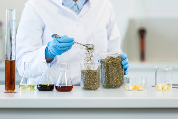 istock Hands wearing gloves working with marijuana seeds during experiment in laboratory. CBD and CBDa oils and glass tubes are on table and tablet is in backgorund. Healthcare pharmacy from cannabis. 1217556790