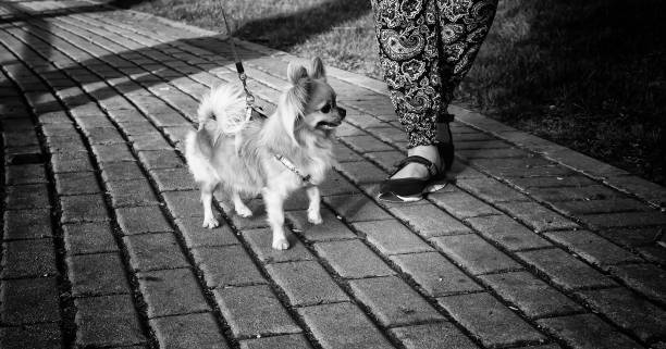 istock Dogs in the street 1217556839