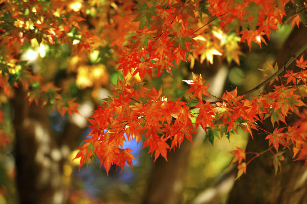 istock Maple tree in Fushoushan Farm Taichung Taiwan 1217558219