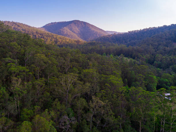 istock Byron Bay national Park bushlands, Australia 1217558253