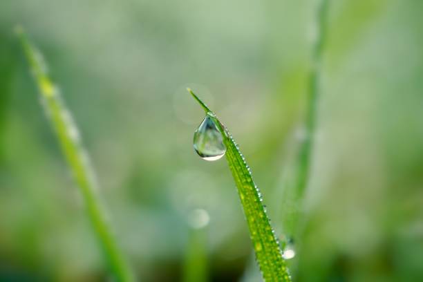 istock raindrop on the green grass plant in springtime 1217558725