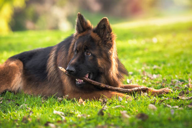 istock German shepherd dog lying down in the park playing with a stick. 1217559392