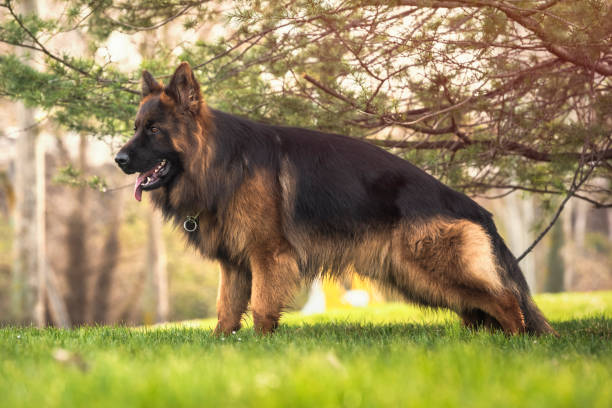 istock Purebred German Shepherd dog posing in the park next to a tree. 1217559401