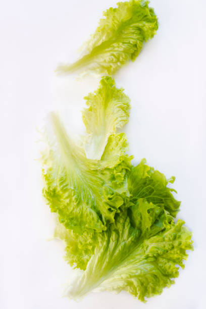 istock Fresh lettuce leaves on a white background 1217559500