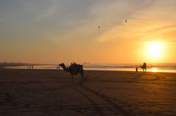 istock Silhouette of camel with beautiful sunset at Morocco. 1217559799