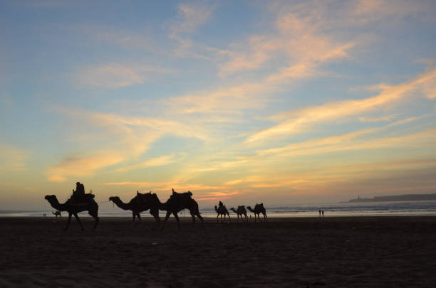 istock Silhouette of camel with beautiful sunset at Morocco. 1217559928