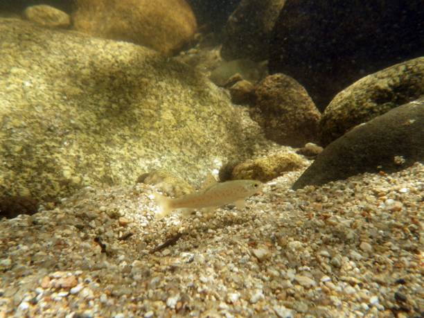istock Brown trout fry in a spanish river. 1217560050