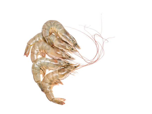 istock Fresh shrimp or prawn on white background, Raw prawns isolated on white background, Fresh white shrimps in white  background. 1217560064