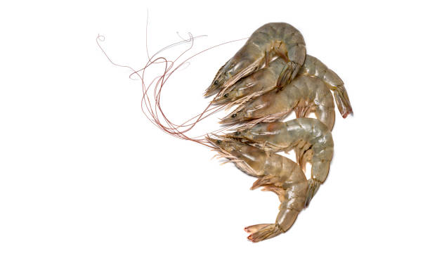 istock Fresh shrimp or prawn on white background, Raw prawns isolated on white background, Fresh white shrimps in white  background. 1217560104