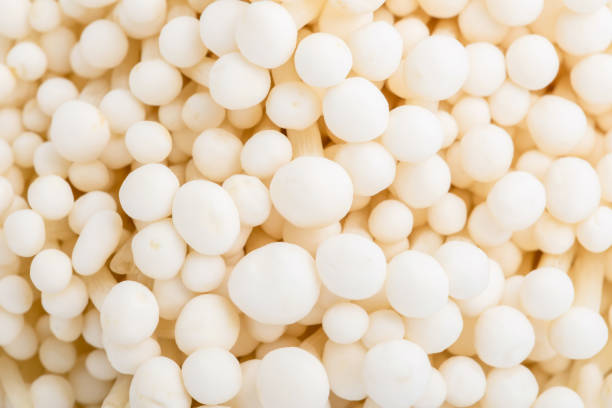 istock White fresh golden needle mushroom or enoki mushroom 1217560701